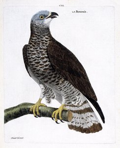 Carta zoológica (ornitologia): a bondree (apivore bondree ou pernis apivorus) sobre um ramo. Ilustração em "A história das aves, pintadas nos seus aspectos aparentes e sensíveis" de François Nicolas Martinet (1731-1800). Coleção particular. de Francois Nicolas Martinet