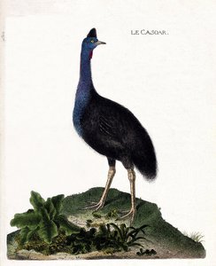 Carta zoológica (ornitologia): o casoar (casoar um capacete ou cassuarius cassuarius). Ilustração em "A história das aves, pintadas nos seus aspectos aparentes e sensíveis" de François Nicolas Martinet (1731-1800). Coleção particular. de Francois Nicolas Martinet