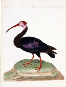 Carta zoológica (ornitologia): o caracol tem a cabeça descoberta do gorro da boa esperança (ibis du cap ou geronticus calvus). Ilustração em "The History of the Birds, Painted in Their Appearance and Sensitive Aspects" de François Nicolas Martinet (1731-18 de Francois Nicolas Martinet