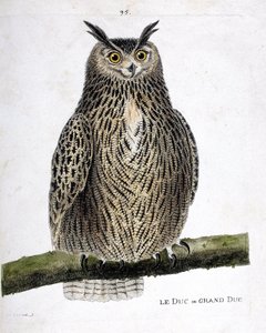 Carta zoológica (ornitologia): o duque ou grão-duque (grão-duque ou bubo bubo) sobre um ramo. Ilustração em "A História das Aves, Pintada nos seus Aspectos Aparentes e Sensíveis" de François Nicolas Martinet (1731-1800). Coleção particular. de Francois Nicolas Martinet