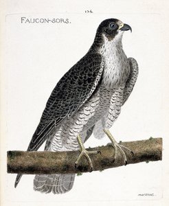 Carta zoológica (ornitologia): o falcão sai ou o falcão sai (falcão pelerino ou falco peregrinus) sobre um ramo. Ilustração em "The History of the Birds, Painted in Their Appearing and Sensitive Aspects" de François Nicolas Martinet (1731-1800). Pri de Francois Nicolas Martinet