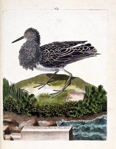 Carta zoológica (ornitologia): o lutador ou o pavão marinho macho (lutador varia ou philomachus pugnax). Ilustração em "The History of the Birds, Painted in Their Appearing and Sensitive Aspects" de François Nicolas Martinet (1731-1800). Colega particular de Francois Nicolas Martinet