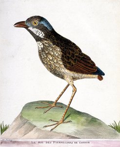 Carta zoológica (ornitologia): o rei dos quarto mil de Caiena (grallaire king ou grallaria varia). Ilustração em "A História das Aves, Pintada nos seus Aspectos Aparentes e Sensíveis" de François Nicolas Martinet (1731-1800). Colisão privada de Francois Nicolas Martinet