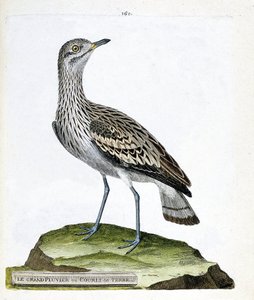 Carta zoológica (ornitologia): o grande tarambola ou corvo (oedicneme criard (Burhinus oedicnemus). Ilustração em "A história das aves, pintadas nos seus aspectos aparentes e sensíveis" de François Nicolas Martinet (1731-1800). Coleção particular. de Francois Nicolas Martinet