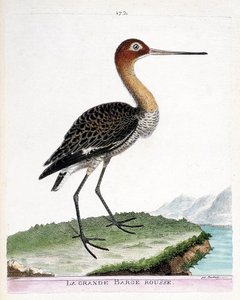 Carta zoológica (ornitologia): a grande barcaça vermelha (barcaça de cauda preta ou limosa limosa). Ilustração em "The History of the Birds, Painted in Their Appearing and Sensitive Aspects" de François Nicolas Martinet (1731-1800). Coleção particular. de Francois Nicolas Martinet