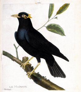 Carta zoológica (ornitologia): o mainado (mainado religioso ou gracula religiosa) sobre um ramo. Ilustração em "A História das Aves, Pintada nos seus Aspectos Aparentes e Sensíveis" de François Nicolas Martinet (1731-1800). Coleção particular. de Francois Nicolas Martinet