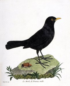 Carta zoológica (ornitologia): o melro macho (blackbird ou turdus merula). Ilustração em "The History of the Birds, Painted in Their Appearing and Sensitive Aspects" de François Nicolas Martinet (1731-1800). Coleção particular. de Francois Nicolas Martinet