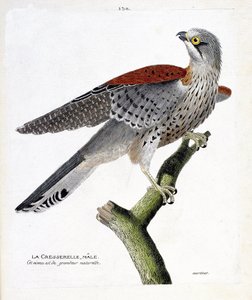 Carta zoológica (ornitologia): o agrião macho (falcão gavião ou falco tinnunculus) sobre um ramo. Ilustração em "The History of the Birds, Painted in Their Appearing and Sensitive Aspects" de François Nicolas Martinet (1731-1800). Coleção particular. de Francois Nicolas Martinet