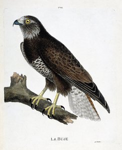 Gráfico zoológico (ornitologia): o bico (bico variável ou buteo buteo) sobre um ramo. Ilustração em "A história das aves, pintadas em seus aspectos aparentes e sensíveis" por François Nicolas Martinet (1731-1800). Coleção particular. de Francois Nicolas Martinet
