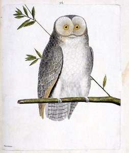 Carta zoológica (ornitologia): a coruja (Coruja do celeiro ou Tyto Alba) sobre um ramo. Ilustração em "A História das Aves, Pintada nos seus Aspectos Aparentes e Sensíveis" de François Nicolas Martinet (1731-1800). Coleção particular. de Francois Nicolas Martinet
