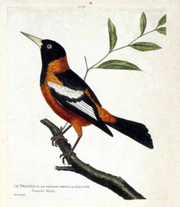 Carta zoológica (ornitologia): o troupiale (oriole troupiale ou icterus icterus) sobre um ramo. Ilustração em "A história das aves, pintadas nos seus aspectos aparentes e sensíveis" de François Nicolas Martinet (1731-1800). Coleção particular. de Francois Nicolas Martinet