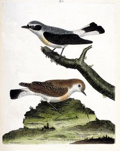 Carta zoológica (ornitologia): o vitrec (ou motous) sobre o ramo e a sua fêmea (caule motous ou enanto). Ilustração em "A História das Aves, Pintadas nos seus Aspectos Aparentes e Sensíveis" de François Nicolas Martinet (1731-1800). Privado c de Francois Nicolas Martinet