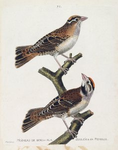Carta zoológica (ornitologia): o pardal de madeira ou o relevo (pardal de Hudson ou spizea arborea) e sua fêmea (pardal aliviado ou petronia petronia). Ilustração em "A História das Aves, Pintadas nos seus Aspectos Aparentes e Sensíveis" de Franco de Francois Nicolas Martinet