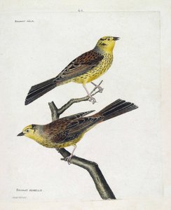 Gráfico zoológico (ornitologia): de cima para baixo: Pardais masculinos e femininos (Pardal Amarelo ou Emberiza citrinella). Ilustração em "A história das aves, pintadas nos seus aspectos aparentes e sensíveis" de François Nicolas Martinet (1731-1800). Par de Francois Nicolas Martinet