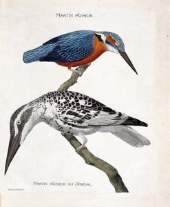 Gráfico zoológico (ornitologia): de cima para baixo: Martin pecheur (martin pecheur d