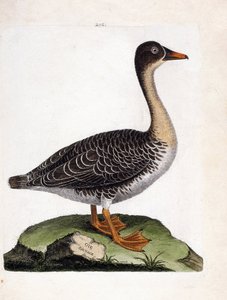 Carta zoológica (ornitologia): ganso selvagem (ganso de colheita ou anser fabalis). Ilustração em "The History of the Birds, Painted in Their Appearing and Sensitive Aspects" de François Nicolas Martinet (1731-1800). Coleção particular. de Francois Nicolas Martinet