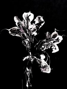 Flores escuras e fluidas de Françoise Wattré