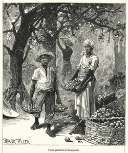 Colectores de Pêssegos em Madagáscar (gravura)