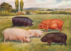 Raças de porcos, c1902 c1910 de Frank Babbage