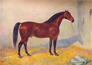 Garanhão Sultan de Cleveland Bay, c1902 c1910 de Frank Babbage