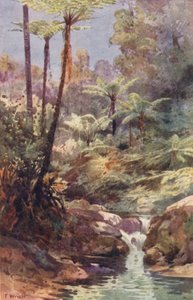 Nova Zelândia: Fetos arbóreos (litografia a cores) de Frank H Wright