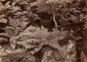 Fern Study sem título, final da década de 1870. de Frank Meadow Sutcliffe