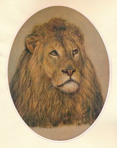 Cabeça do Lions, c1896