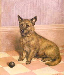 Esperando para jogar, um terrier de Cairn com uma bola (óleo)