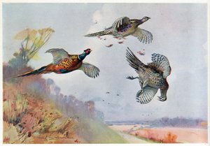 Faisões altos, ilustração de &39;Wildfowl e Waders&39; de Frank Southgate