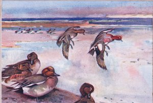 Widgeons, ilustração da Wild Nature & Country Life publicada por Hodder & Stoughton, c.1910 de Frank Southgate