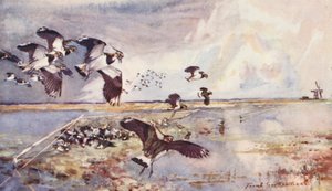 Vida selvagem em East Anglia: Plover-Netting (litografia a cores) de Frank Southgate