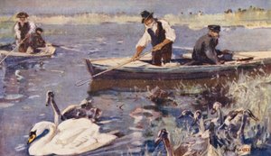 Vida Selvagem em East Anglia: Cisne (litografia a cores) de Frank Southgate