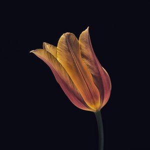 Tulipa laranja brilhante de Frank Ulrich Gandenberger