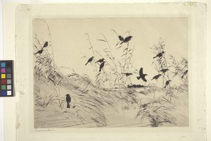 Melros e Pássaros Negros (tinta sobre papel)