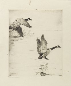 Gansos pousando de Frank Weston Benson