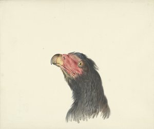 Cabeça de um abutre de François Levaillant (circle of)