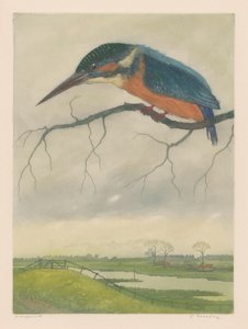 Kingfisher num ramo numa paisagem de prados