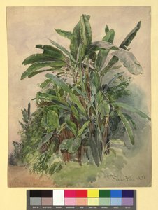 Schönbrunn - Estudo de plantas de Franz Alt