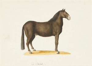 O Cavalo (aquarela) de Franz Anton von (attr.to) Scheidel