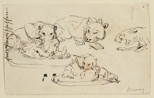 Sundapanthers Rosnando de Franz Barwig d. Ä.