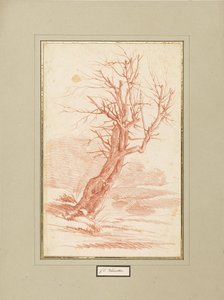 Estudo de árvores de Franz Edmund Weirotter