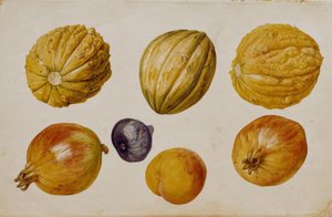 Estudos de frutas