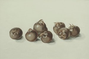 fruta Medlar