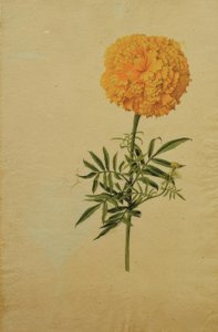 Flor de calêndula