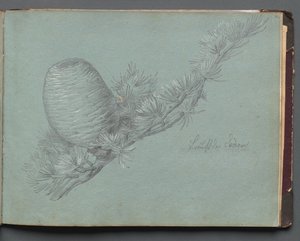 Álbum com vistas de Roma e arredores, Estudos de paisagem, página 49a: Estudo de um ramo perene com pinha de Franz Johann Heinrich Nadorp