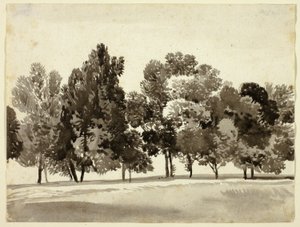 Bosque de árvores frondosas