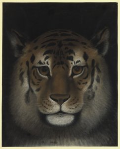 Cabeça de tigre de Franz Krüger