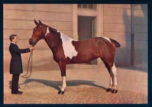 Uma fotografia de um cavalo tirada com uma lente Zeiss Tessar, c1908 de Franz Kuhn