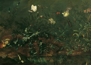 Relva com cardo, sapos e libélula de Franz Michael Siegmund von Purgau d. Ä.