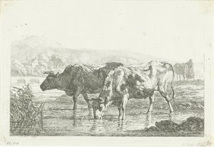 Duas vacas para beber